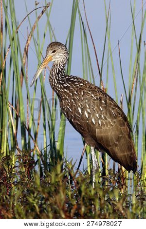 A Limpkin, Aramus Guarauna At The Edge Of The Water In A Florida Bay