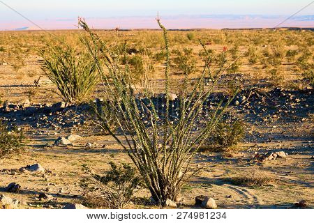 Ocotillo Cactus Surrounded By Sage Plants And The Creosote Bush Taken At A Sandy Plain In The Rural 