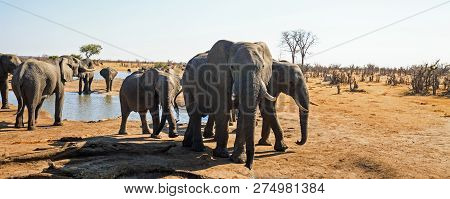 Panoramic View From Camp Overlooking A Waterhole With A Large Herd Taking A Drink, The Elephant In T