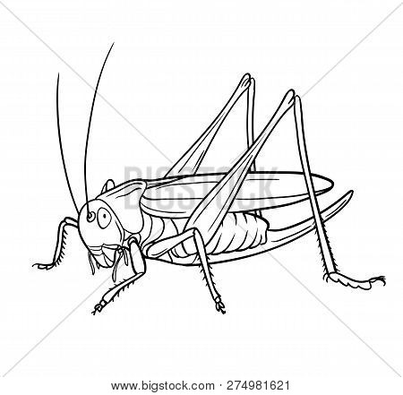 Grasshopper.  Hand Drawn Style Vector Design For Illustration