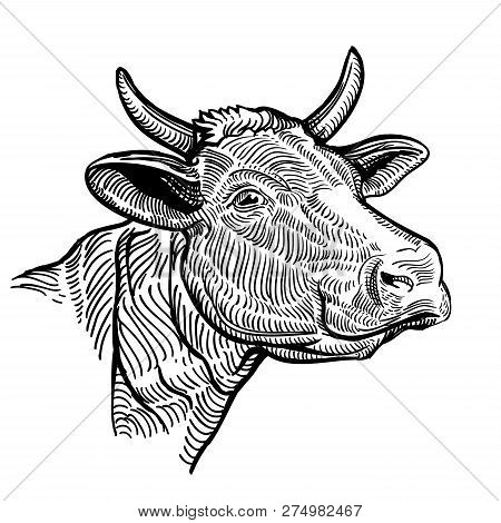 Cow Head Close Up, In A Graphic Style. Vintage Illustration Isolated On White Background