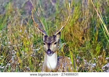 Portrait Of Young Male Chital Or Cheetal (axis Axis), Also Known As Spotted Deer Or Axis Deer - Jim 