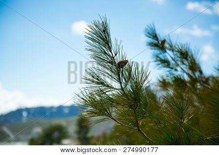 Branch Of Spruce In The Mountains Of Cyprus