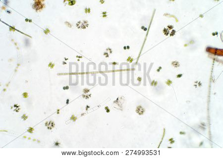 Freshwater Aquatic Plankton Under Microscope View In Laboratory