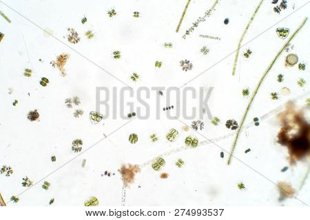 Freshwater Aquatic Plankton Under Microscope View In Laboratory