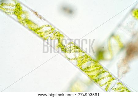Spirogyra Is A Genus Of Filamentous Charophyte Green Algae, Phytoplankton.