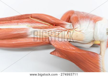 Muscles Of The Shoulder For Anatomy Education. Human Phisiology.