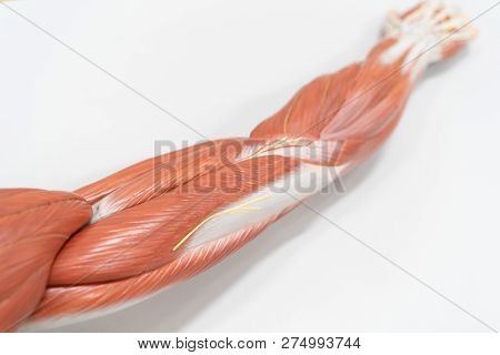 Muscles Of The Arm For Anatomy Education. Human Phisiology.