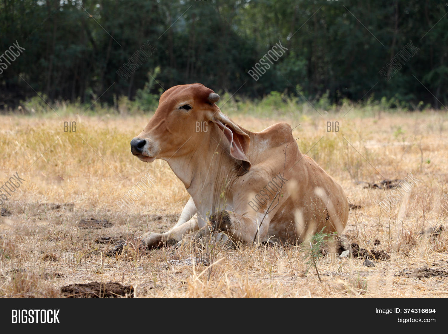 Cow Laying Down Image & Photo (Free Trial) Bigstock