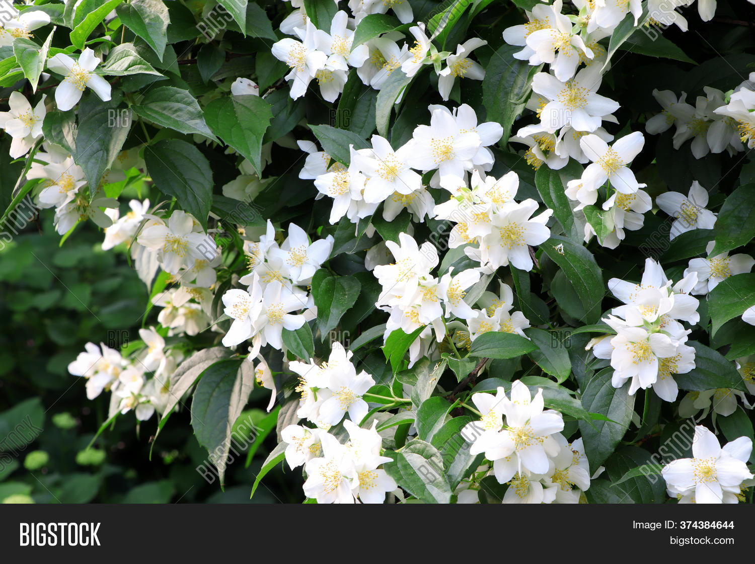 Bush Jasmine. White Image & Photo (Free Trial) Bigstock