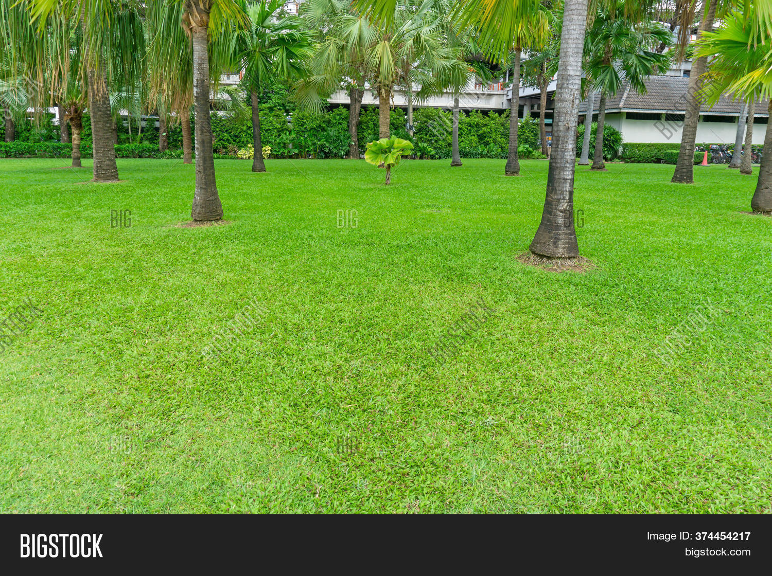 Garden Palm Tree On Image & Photo (Free Trial) Bigstock
