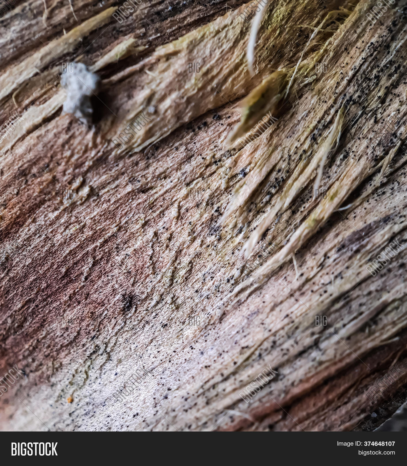 Tree Dried Section Picture Dried Part Image & Photo (Free Trial) | Bigstock