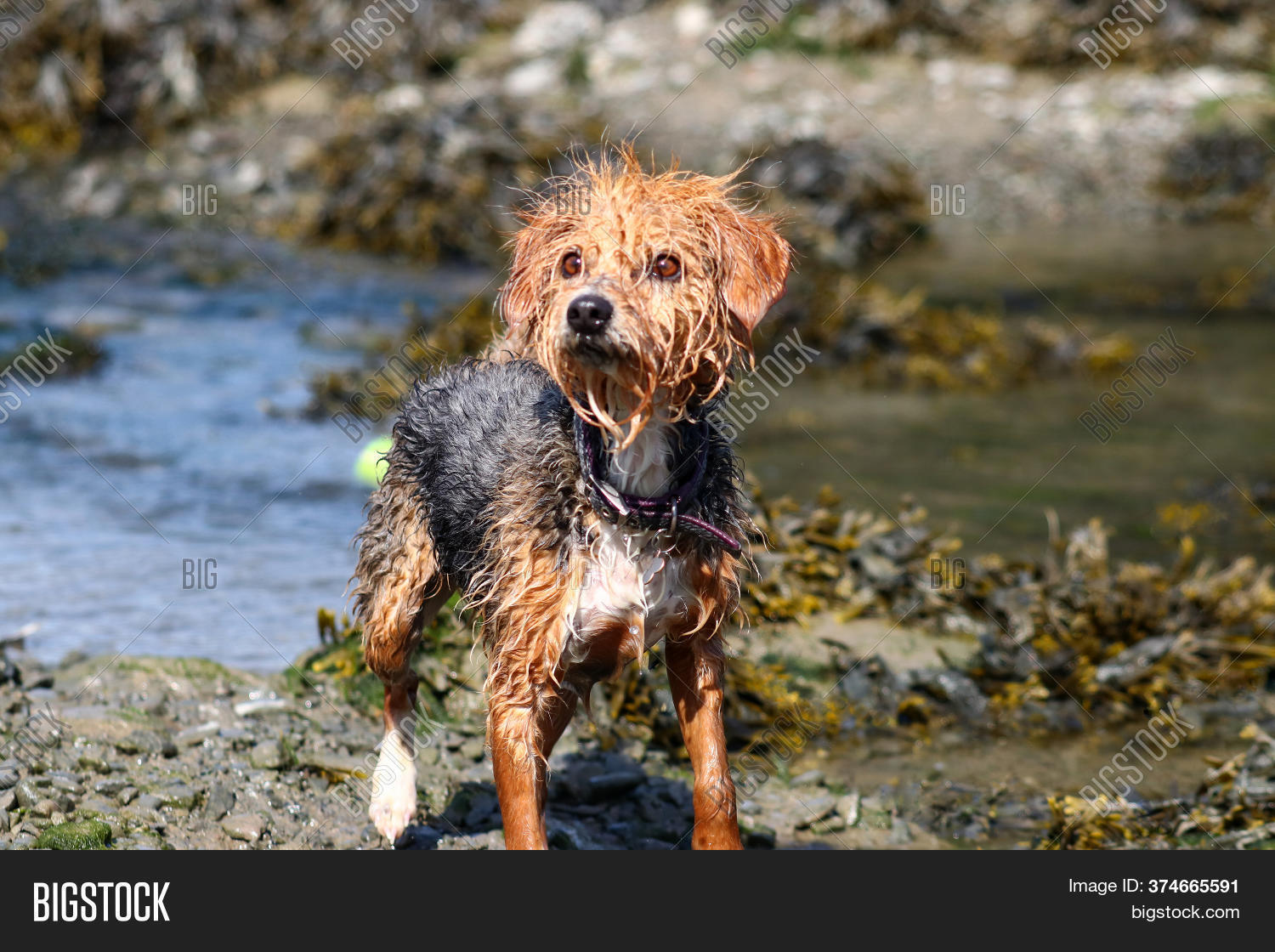 Wet Dog Drying Off Image & Photo (Free Trial) Bigstock