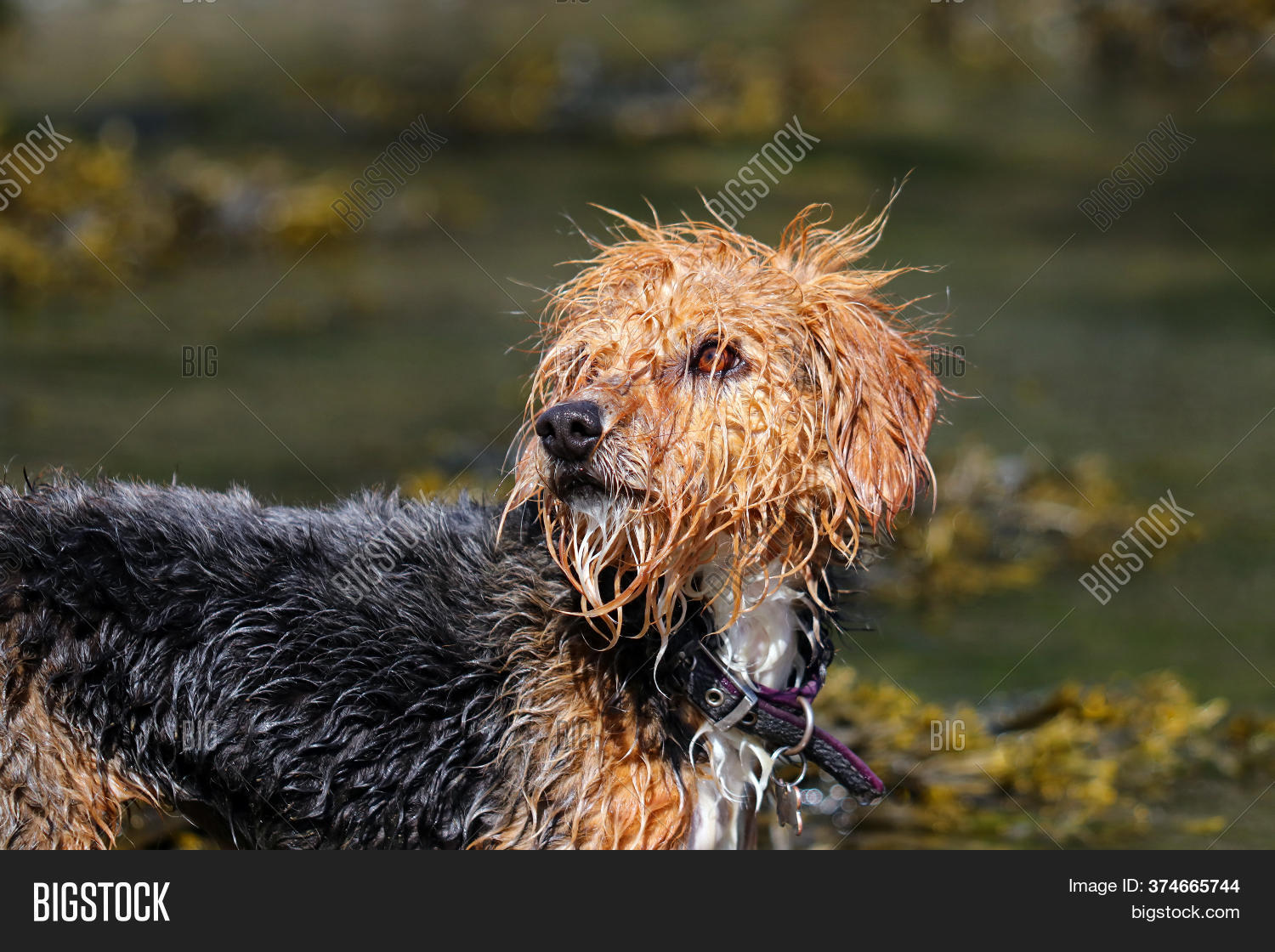 Wet Dog Dripping After Image & Photo (Free Trial) Bigstock