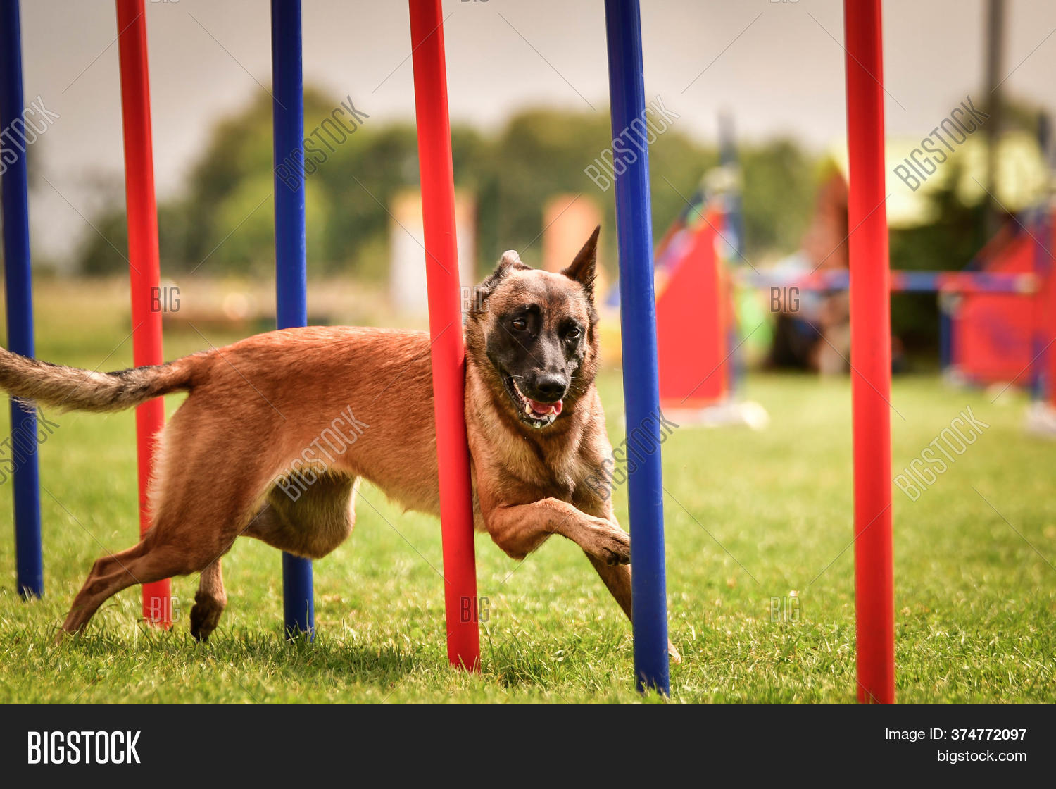 belgian malinois agility