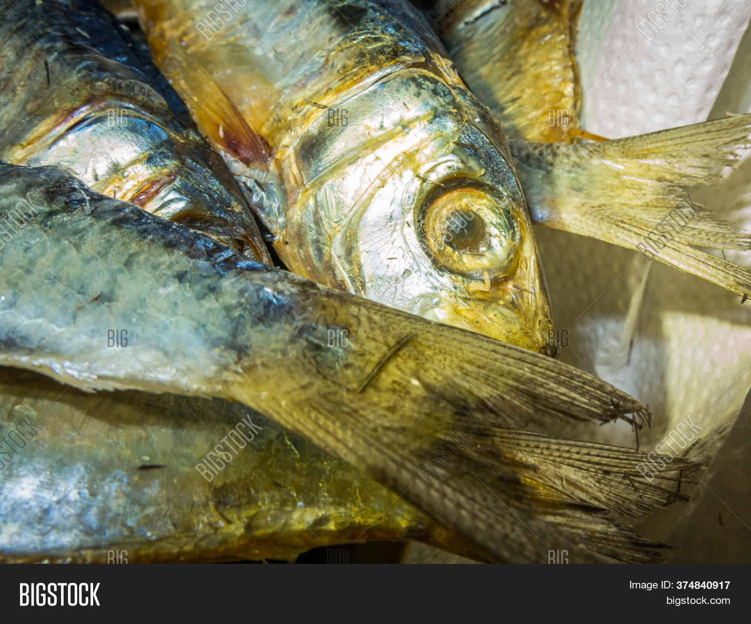 Fresh Catch Fish. Fish Image & Photo (Free Trial) Bigstock