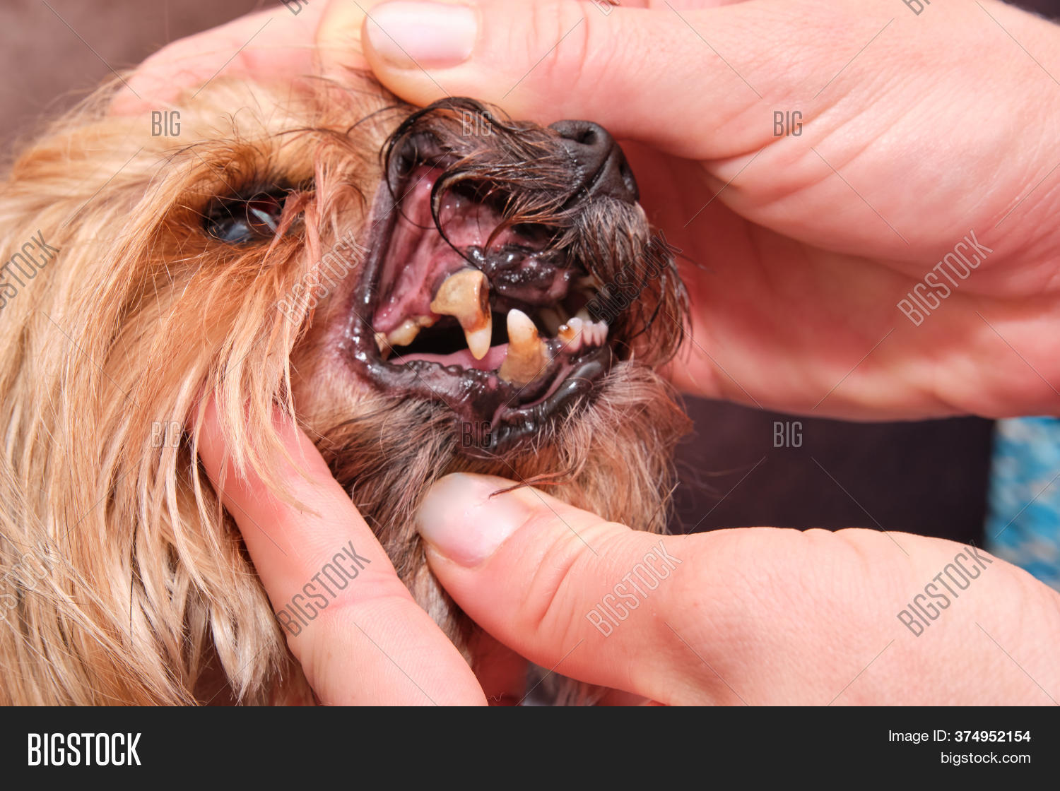 Checking Dog's Teeth. Image & Photo (Free Trial) | Bigstock