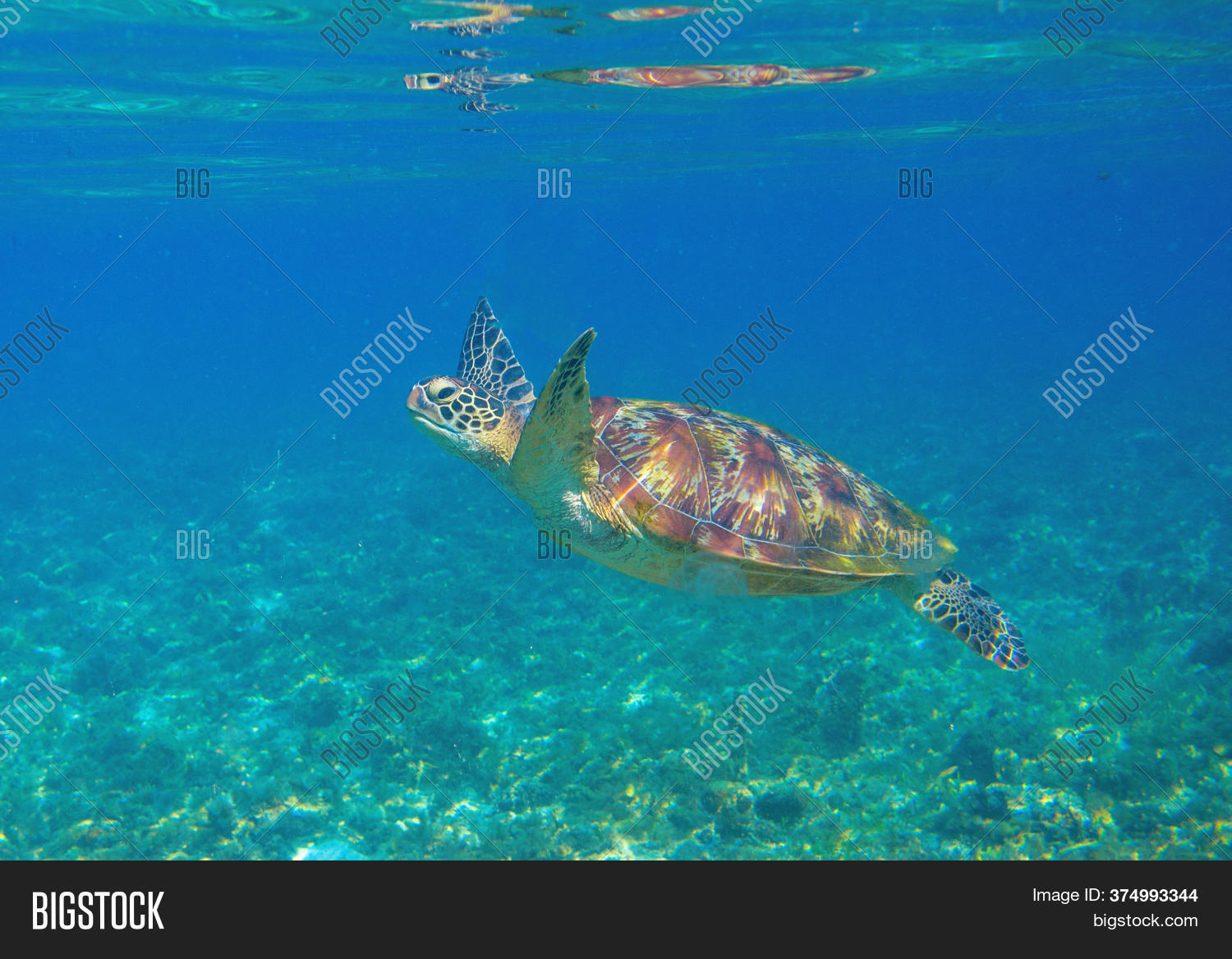 Sea Turtle Shallow Sea Image & Photo (Free Trial) Bigstock