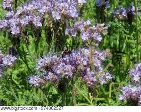 Purple Tansy, Also Lacy Phacelia Or Phacelia Tanacetifolia Close Up With Bumble Bee