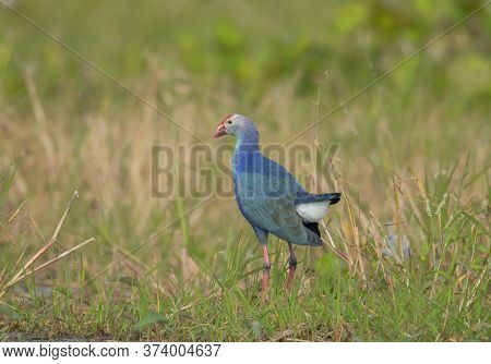 A wild bird is moving on the green wetland in his natural habitat .