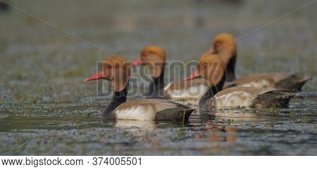 wild birds are moving on the lake as their habitat at winter .