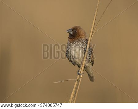 Portrait of a Wild bird on the small branch of a tree.