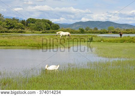 A White Swan Swimming In The Waters Of The Isola Della Cona Wetland Nature Reserve In Friuli-venezia