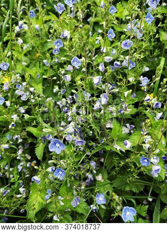 Veronica Chamaedrys L.   - Germander Speedwell  -   Flowers In The Mountains. Other Names: Bird`s-ey