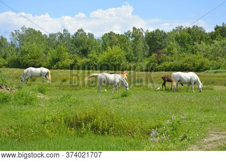 Wild Horses And Foals Graze In The Isola Della Cona Wetland Nature Reserve In Friuli-venezia Giulia,