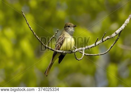 Great crested flycatcher in their breeding habitat
