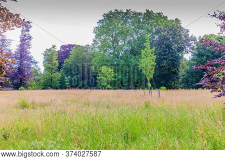 Meadow With Wild Grown Grass Surrounded By Trees In Kasteelpark Elsloo Park, Sunny Spring Day In Sou
