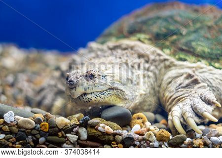 A Snapping Turtle With Large Claws On The Gravel In The Water.