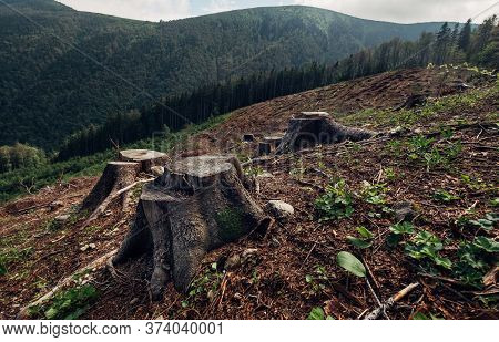 Stumps Field As A Result Of Clearcutting Process In Forestry Industry In Slovak Republic. Save Natur