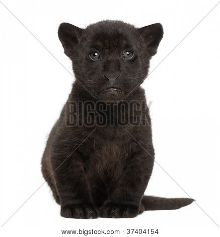 Jaguar kölyök, 2 hónapos, oroszlánt, ülő fehér háttér