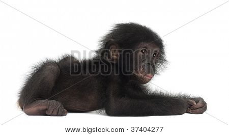 Baby Bonobo, Pan Paniscus, 4 Monate alt, liegend vor weißem Hintergrund