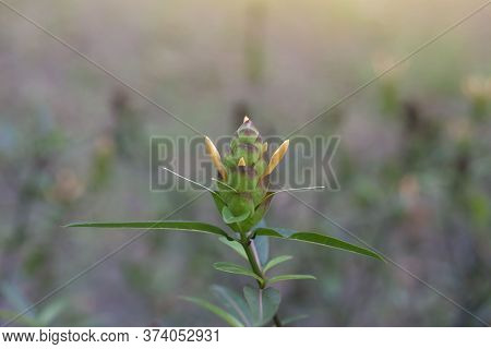 Hop Headed Barleria Or Barleria Lupulina Flower Bud In The Garden, Is A Thai Herb With Properties Ro