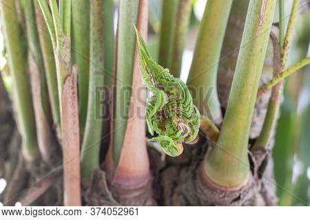 The Young Twig Of The Tree That Grew Out Deformed Leaves Was Shaped Like A Serpent. Beliefs And Supe
