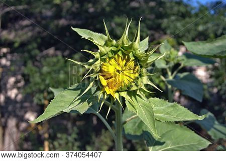 Not Blossoming Sunflower On A Plot Of Land