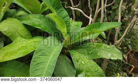 Green Leaves Of Showcase Plant In Spring Dewdrops Season