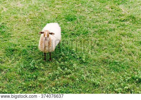 Top View Of A Little Sheep Bleating In A Green Grass Field. Animal And Livestock Concept.