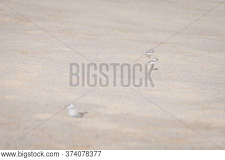 The Piping Plover Father And Its Chicks Walking On The Beach To Find Worms. Cape Cod, Ma