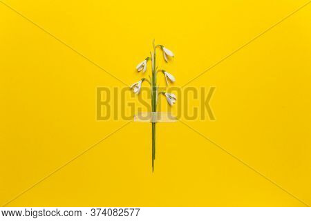 Spring Snowdrop Flowers Are Glued With Tape On A Yellow Background. Romantic And Tender Congratulati