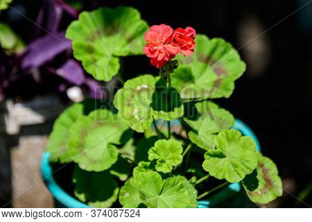 Group Of Vivid Red Pelargonium Flowers (commonly Known As Geraniums, Pelargoniums Or Storksbills) An