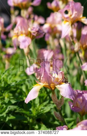 Pink Irises Close-up In The Garden. Floral Spring Background. Beautiful Blooming Flower In The Garde