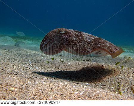Pharaoh Cottlefish. Mollusks, Type Of Mollusk. Head-footed Mollusks. Cuttlefish Detachment. Pharaoh 