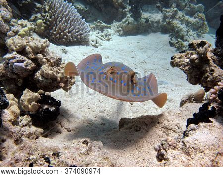 Taeniura Lymma. Stingrays - Batoidea Stingray Family. Spotted Stingrays.