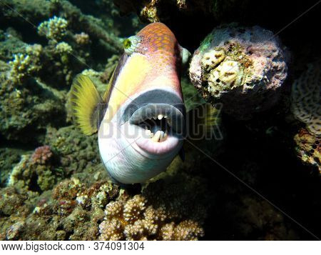 Titan Triggerfish: This Triggerfish Grows Up To 75 Cm; It Feeds On Corals, Sea Urchins, And Crustace