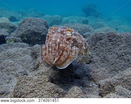 Pharaoh Cottlefish. Mollusks, Type Of Mollusk. Head-footed Mollusks. Cuttlefish Detachment. Pharaoh 