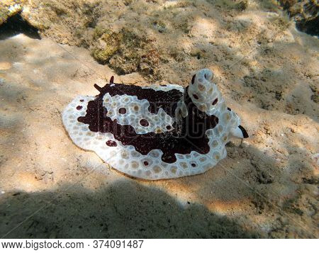 The Pleurobrand Is Large. Grand Pleurobranch. The Family Pleurobranchidae Grows Up To 20 Cm. It Feed