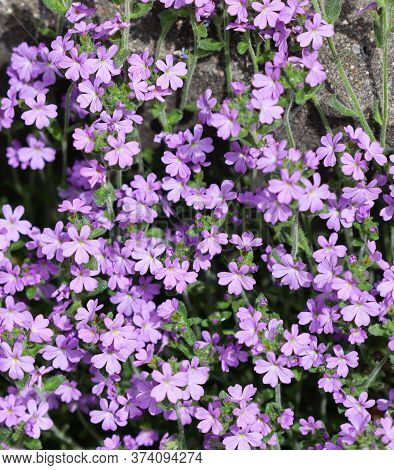 Small Purple Erinus Alpinus Flowers Near Stone Wall. Floral Background.
